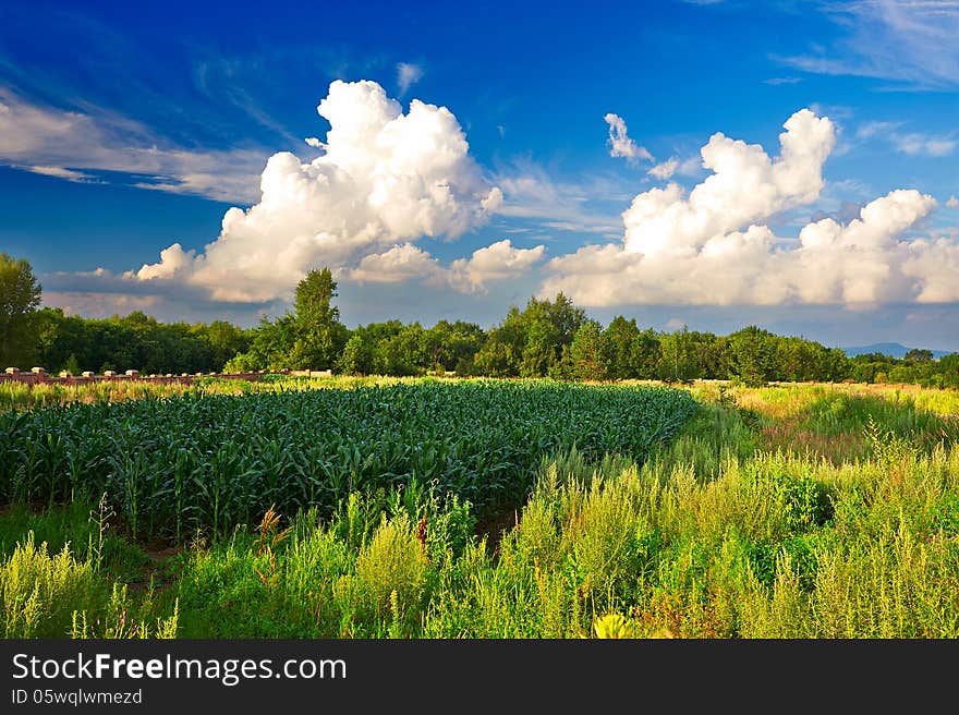 The field scenery