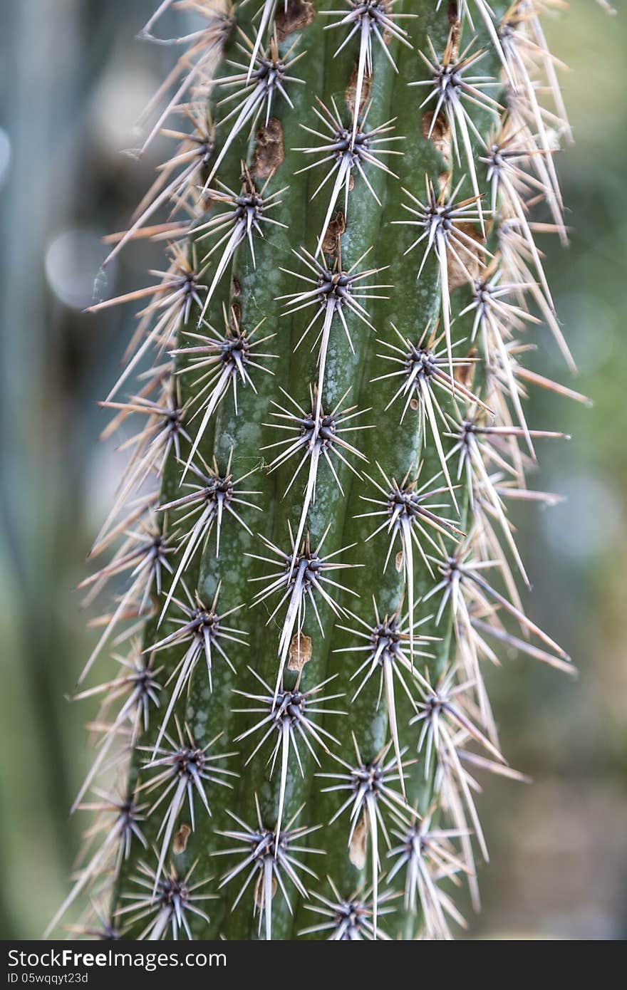 Closeup of a cactus with long spikes.