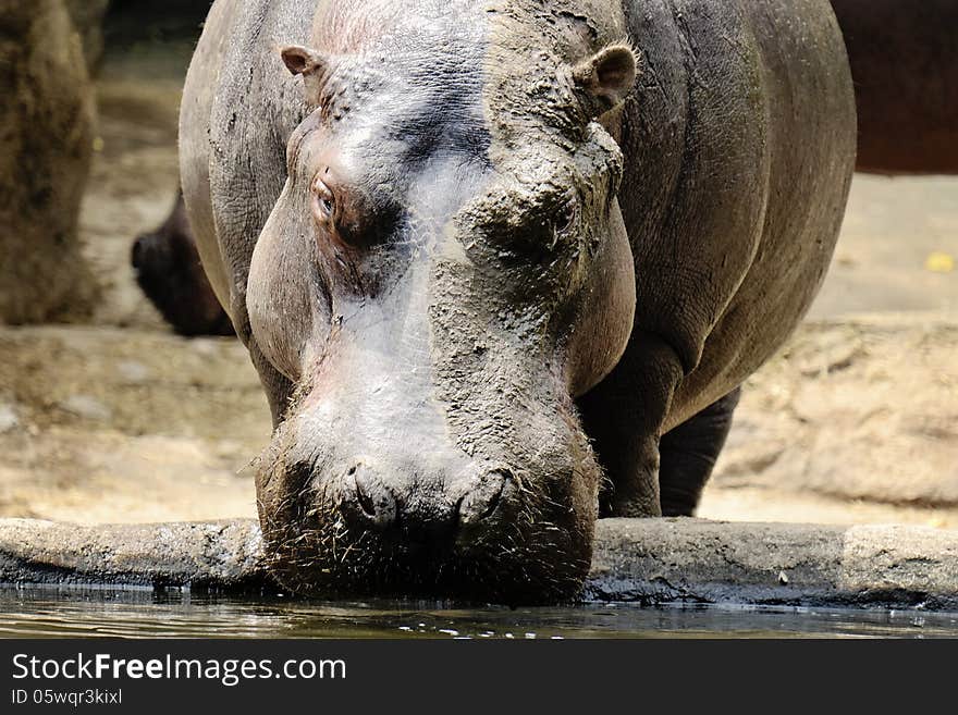 A hippo covered in mud drinking water