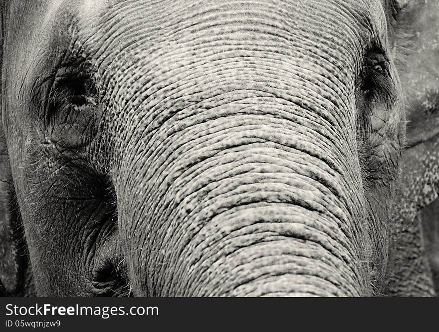 Elephant close-up