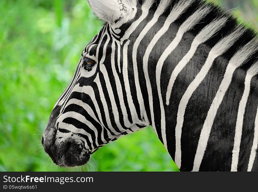 Zebra