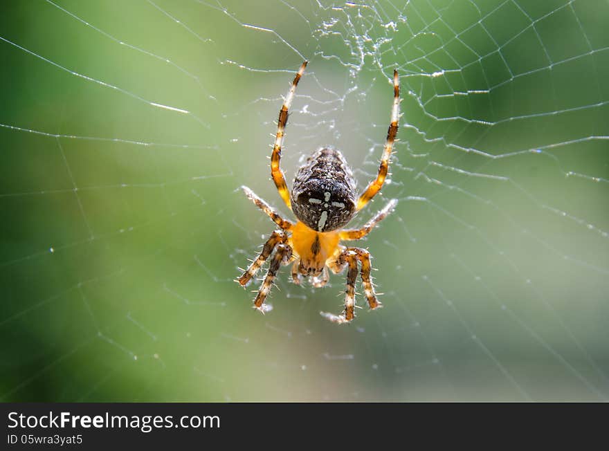 Spider cross