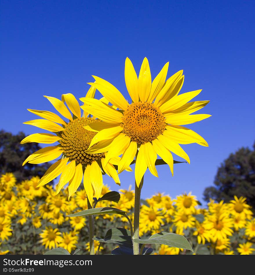 Beautiful sunflower field against a blue sky