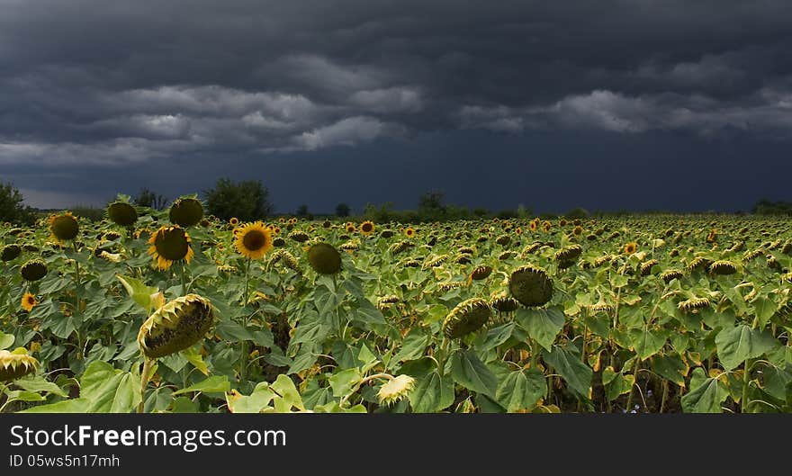 A sunflower field with storm sky in background. A sunflower field with storm sky in background