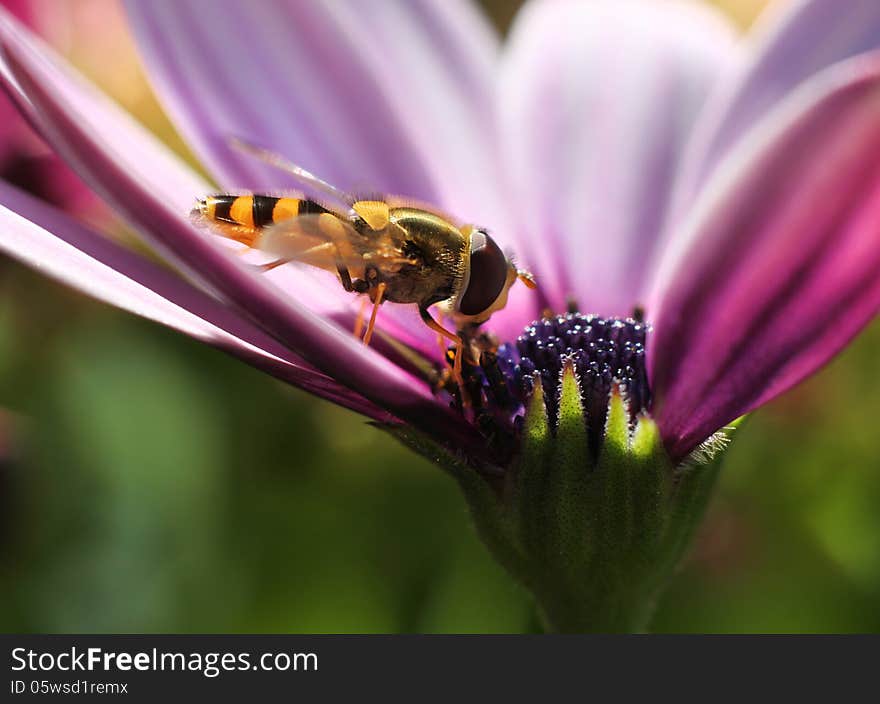 Hoverfly In Colorful Flower