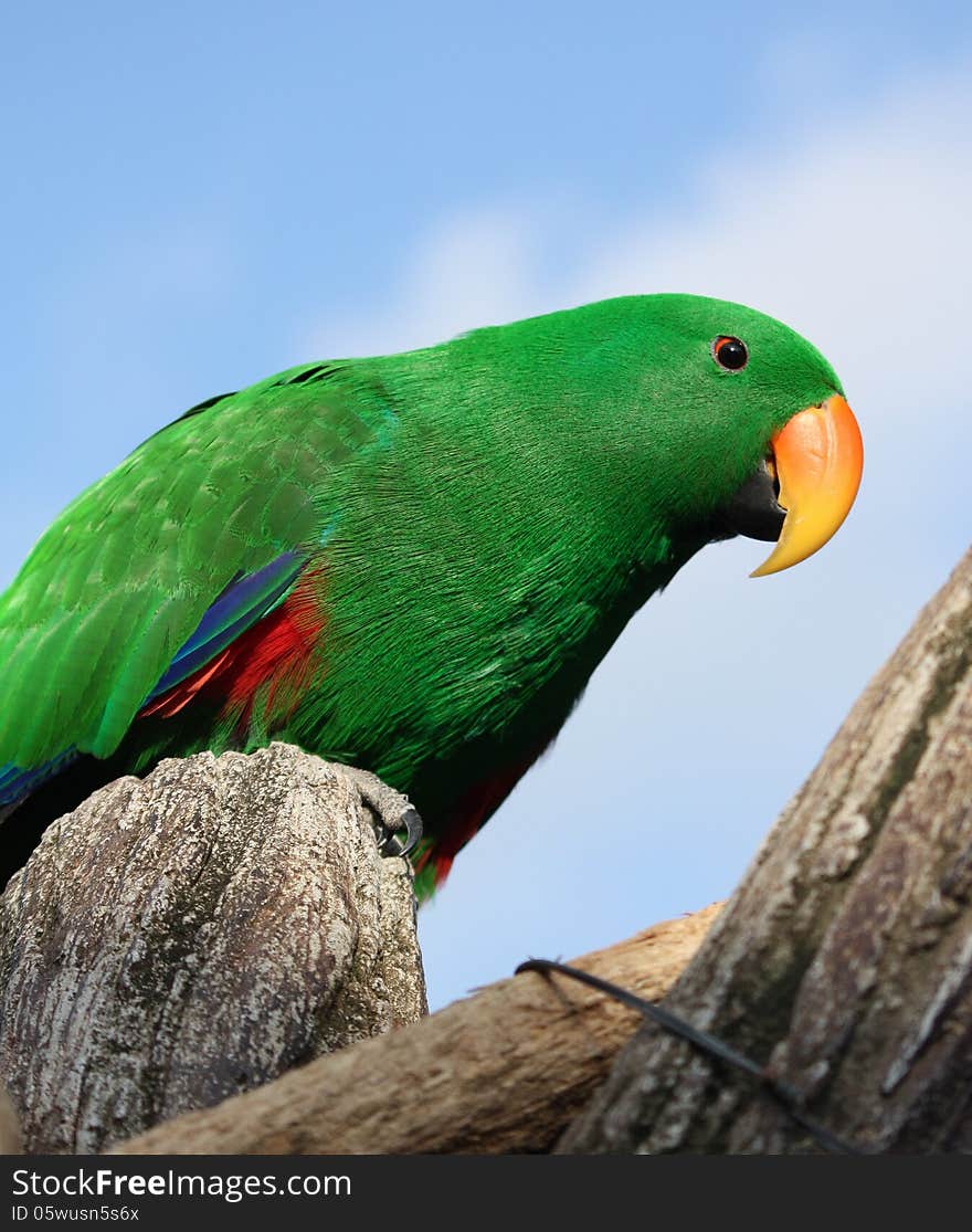 Green parrot on blue sky