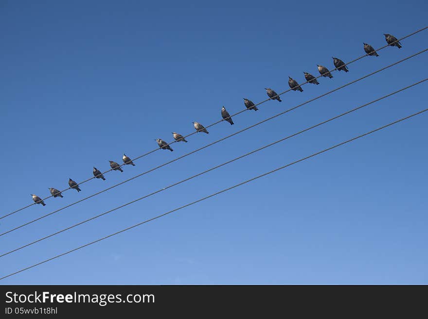 Birds sat on a telephone cable against a blue sky. There is room for editorial on the image and represents communication in more ways than one. Birds sat on a telephone cable against a blue sky. There is room for editorial on the image and represents communication in more ways than one.