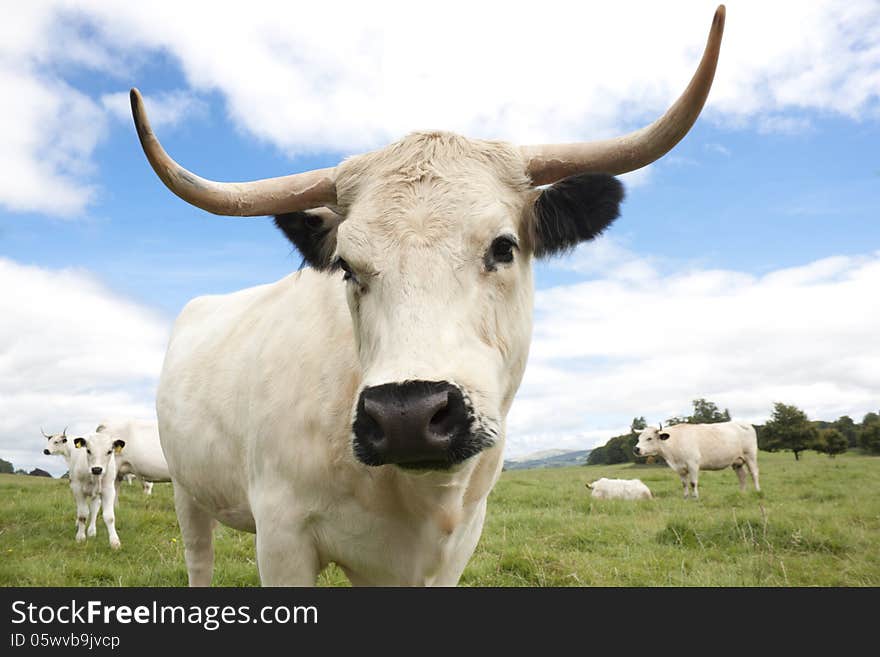 A white cow, a Park cow to be exact. The cow is peering right down the lens of the camera with more cattle in the background.