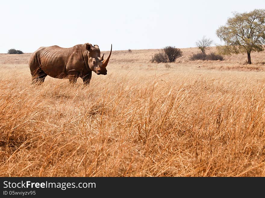 Rhinoceros