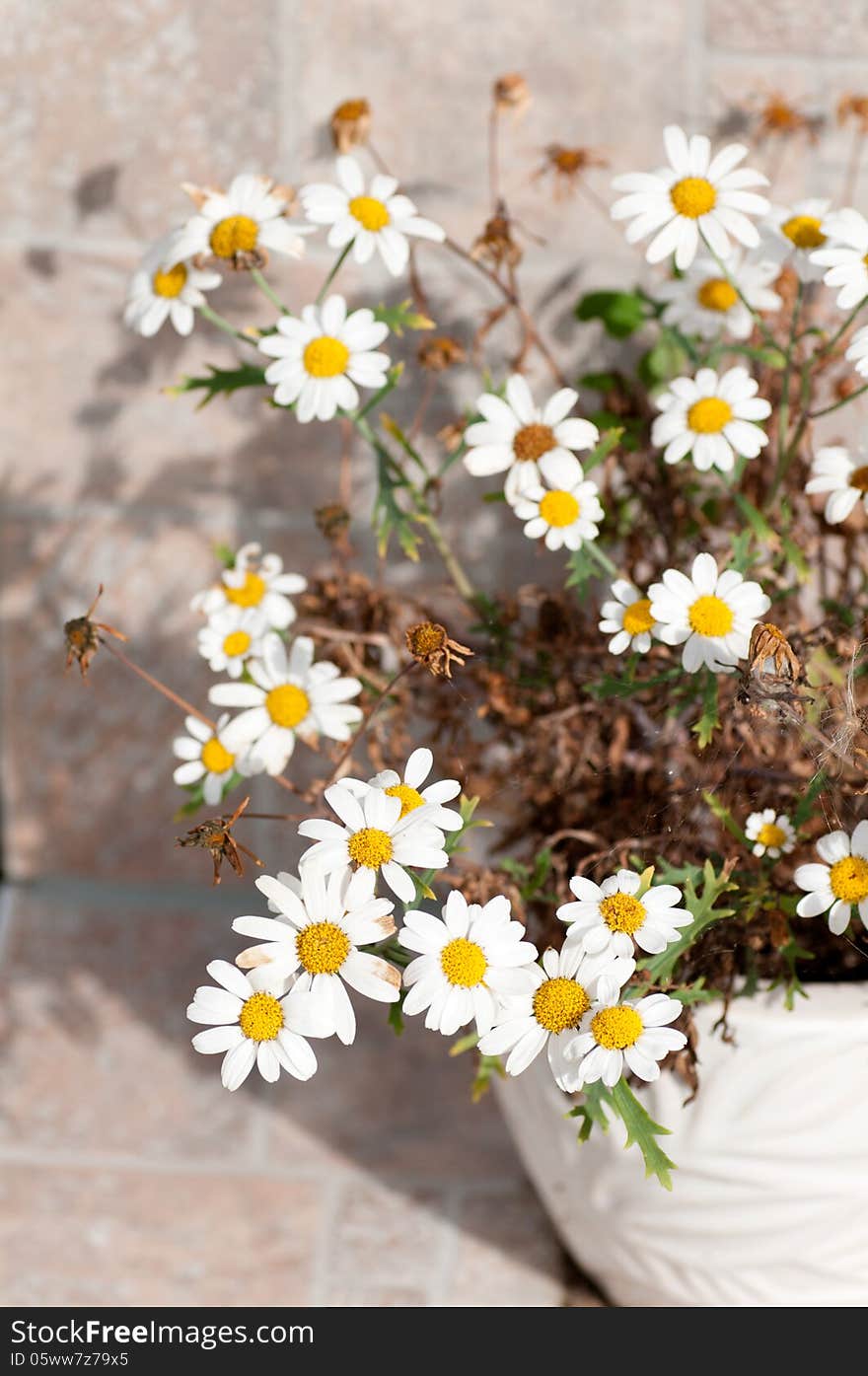 Flowers of a camomile chemist s