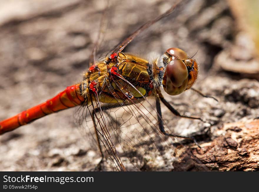 Dragonfly at rest - Sympetrum vulgatum