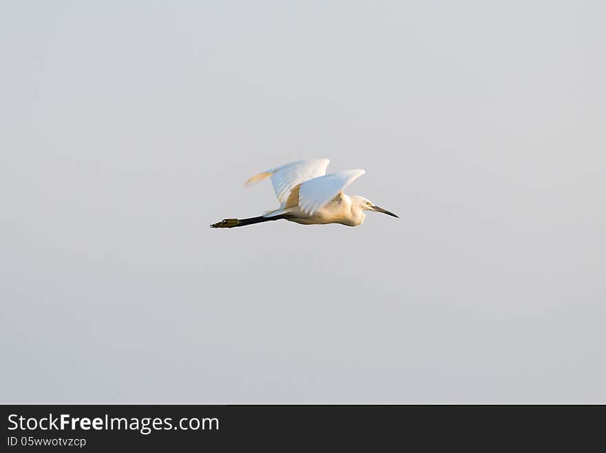 Large White Egret Swamp Bird Flying