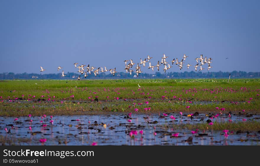 Migration Of Birds Flying