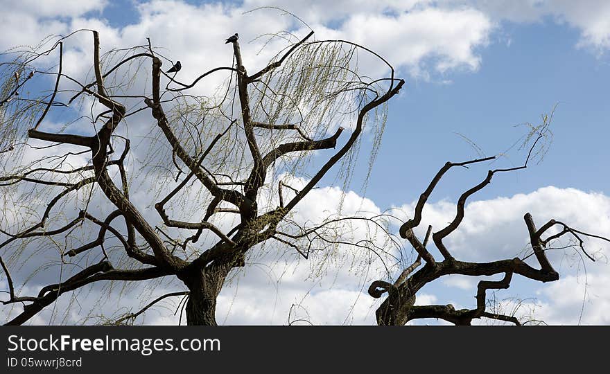 Pruned weeping willow