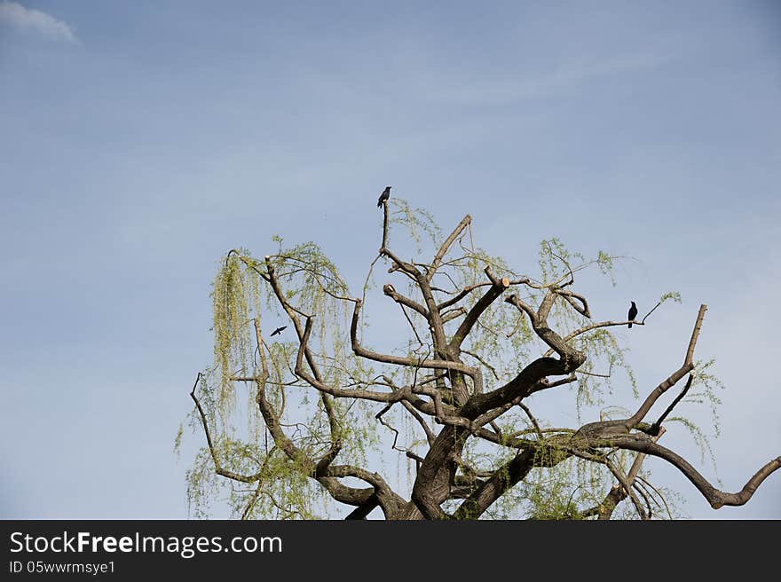 Pruned weeping willow