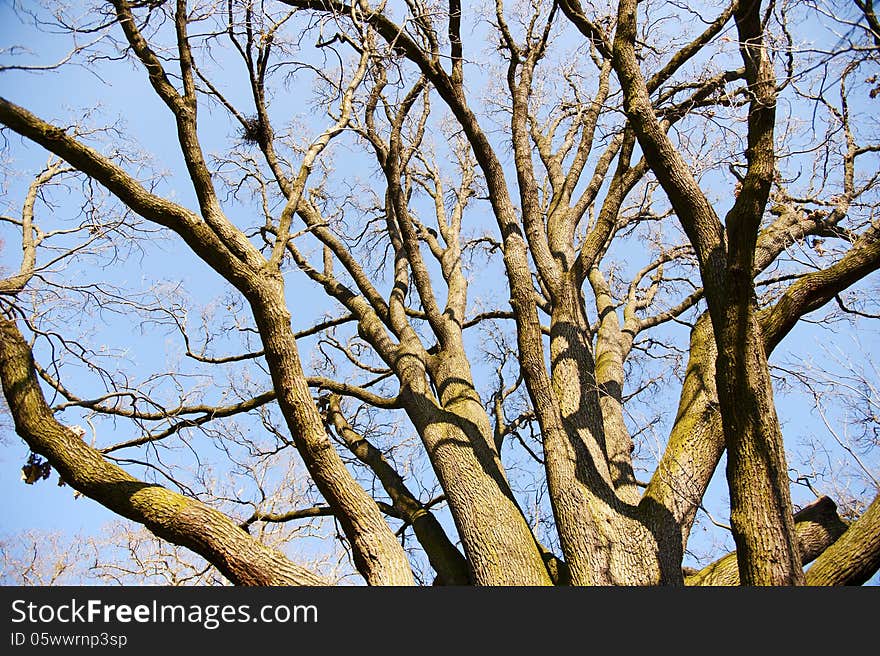 Mighty oak with many bare-branched limbs in the evening sun on a warm springtime day in front of blue sky