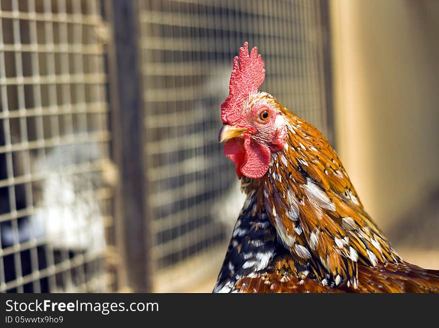 Chicken in cage, head closeup. Chicken in cage, head closeup