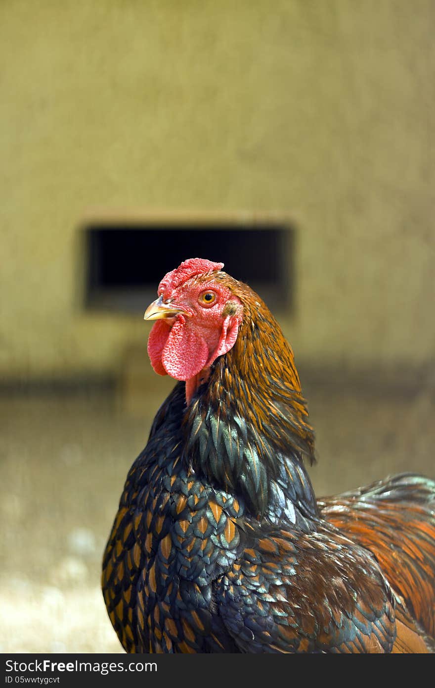 Chicken in cage, head closeup. Chicken in cage, head closeup