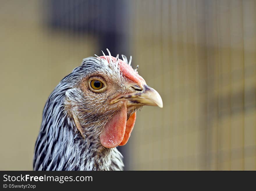 Chicken closeup