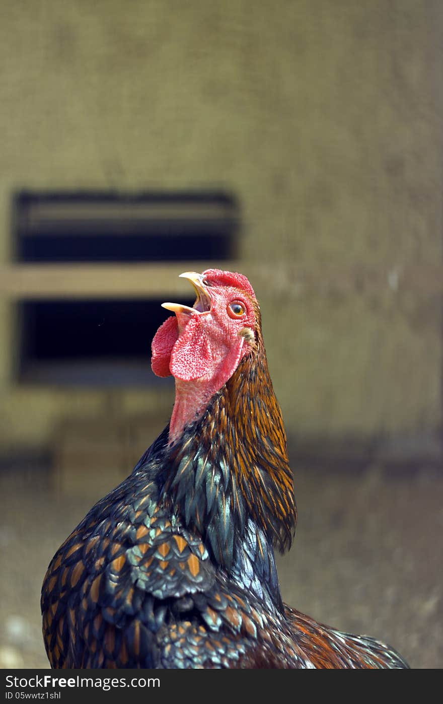 Farm chicken singing, closeup portrait