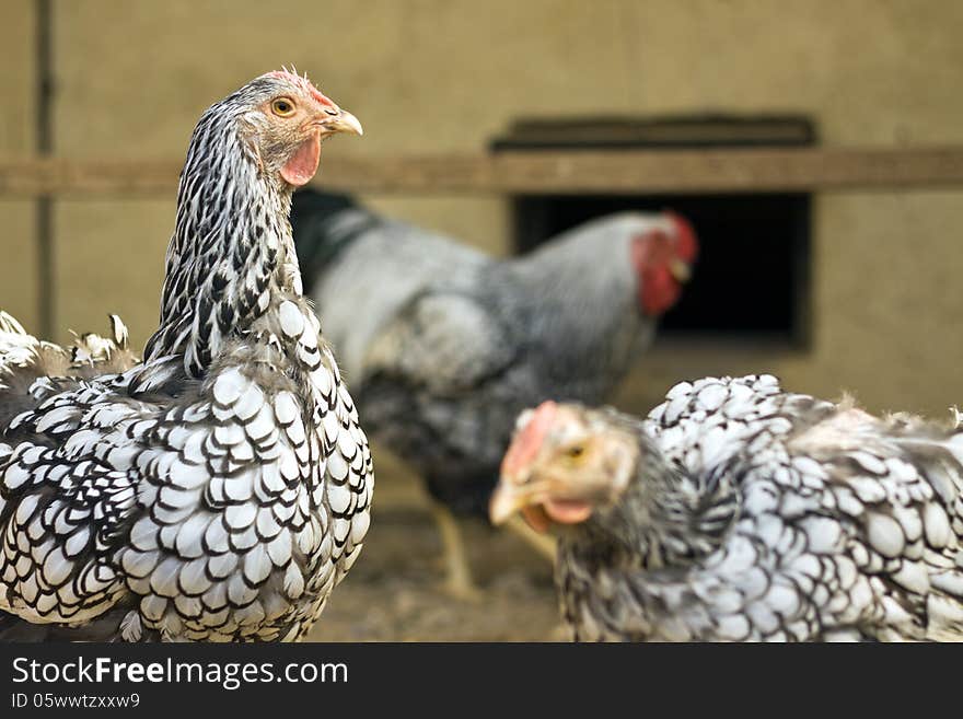 Close up of white chickns in cage. Close up of white chickns in cage