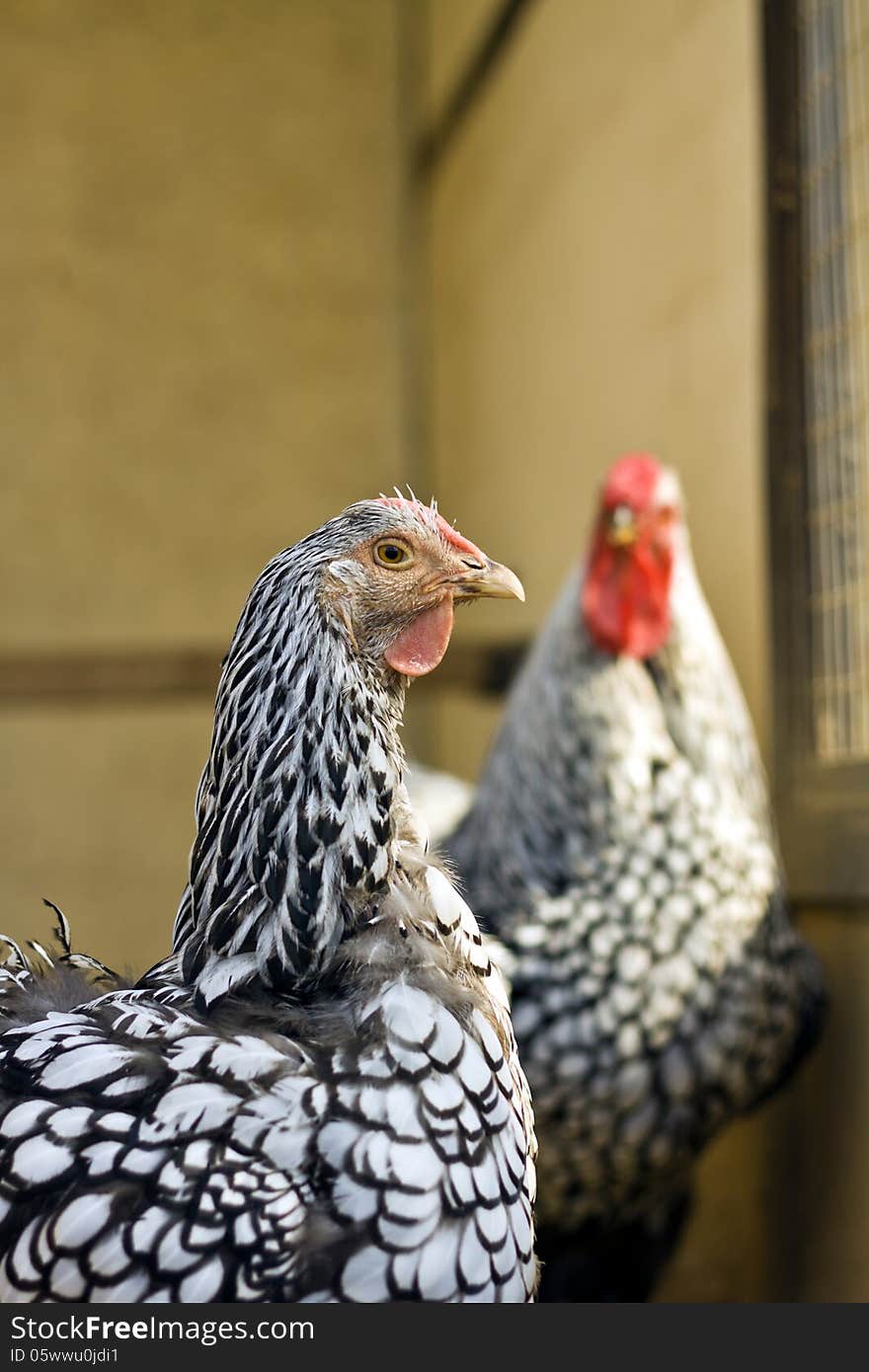 Two white chicken in cage. Two white chicken in cage.