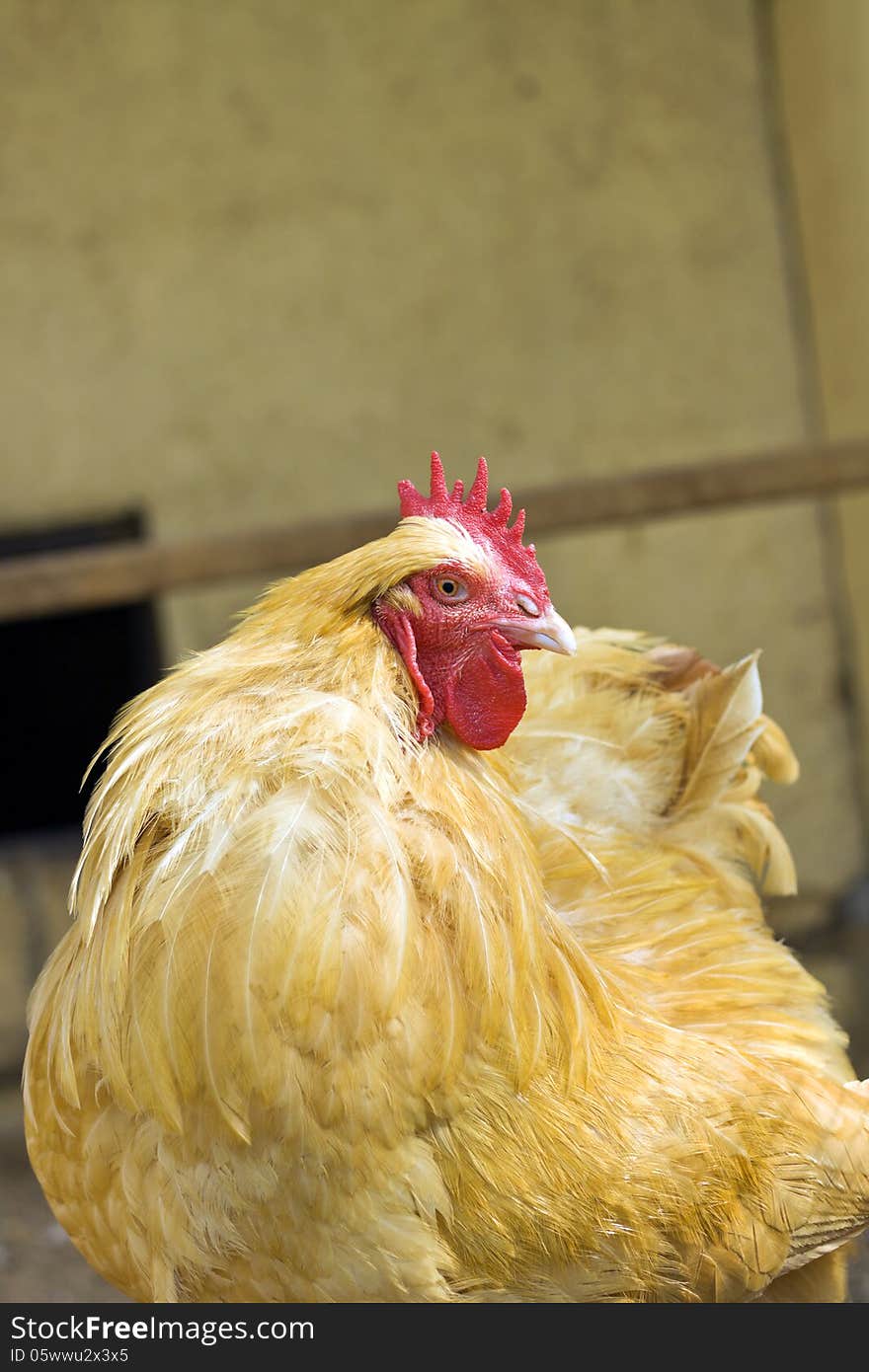 Yellow farm chicken in cage, closeup. Yellow farm chicken in cage, closeup