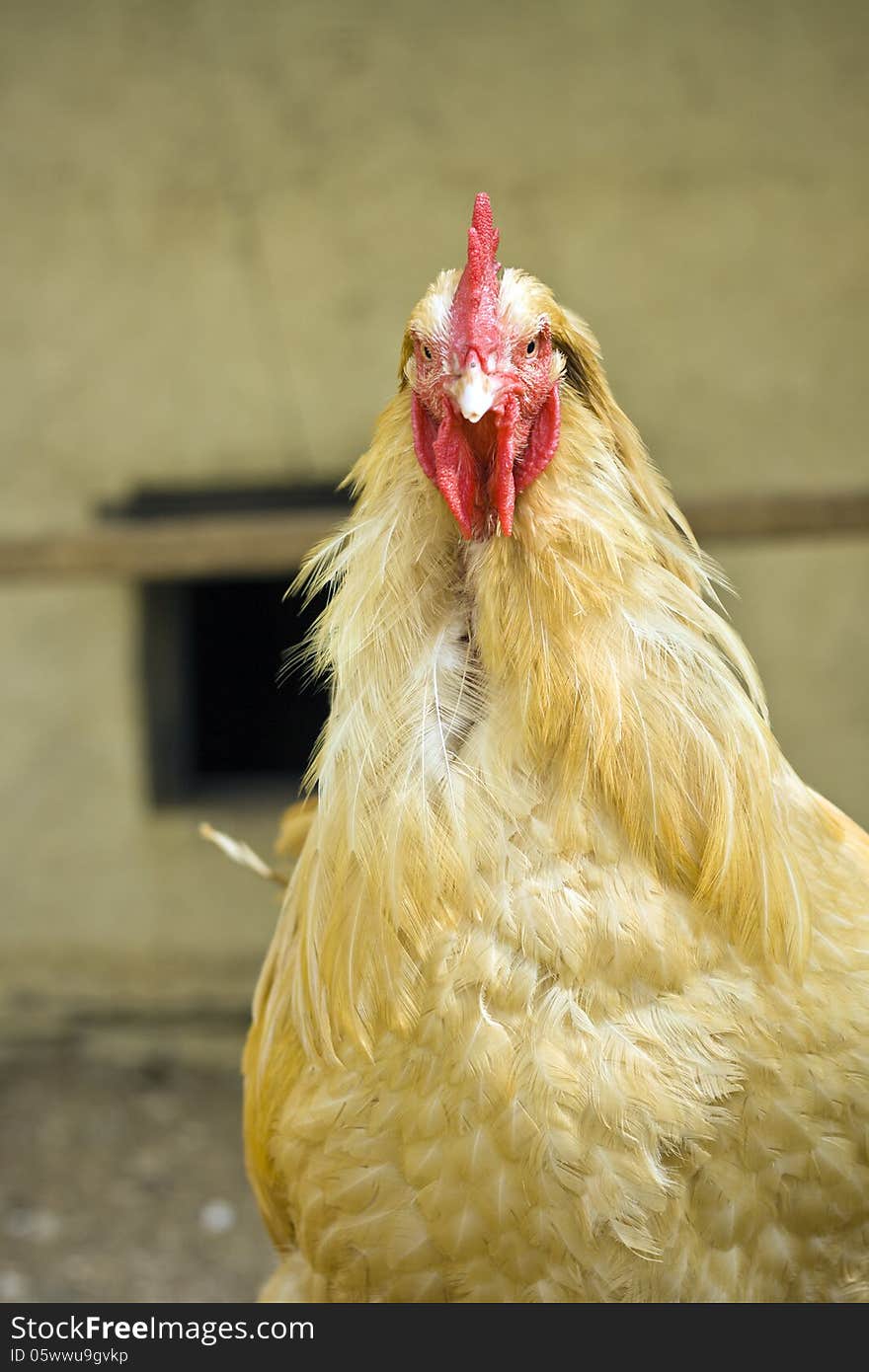 Yellow farm chicken in cage, closeup. Yellow farm chicken in cage, closeup