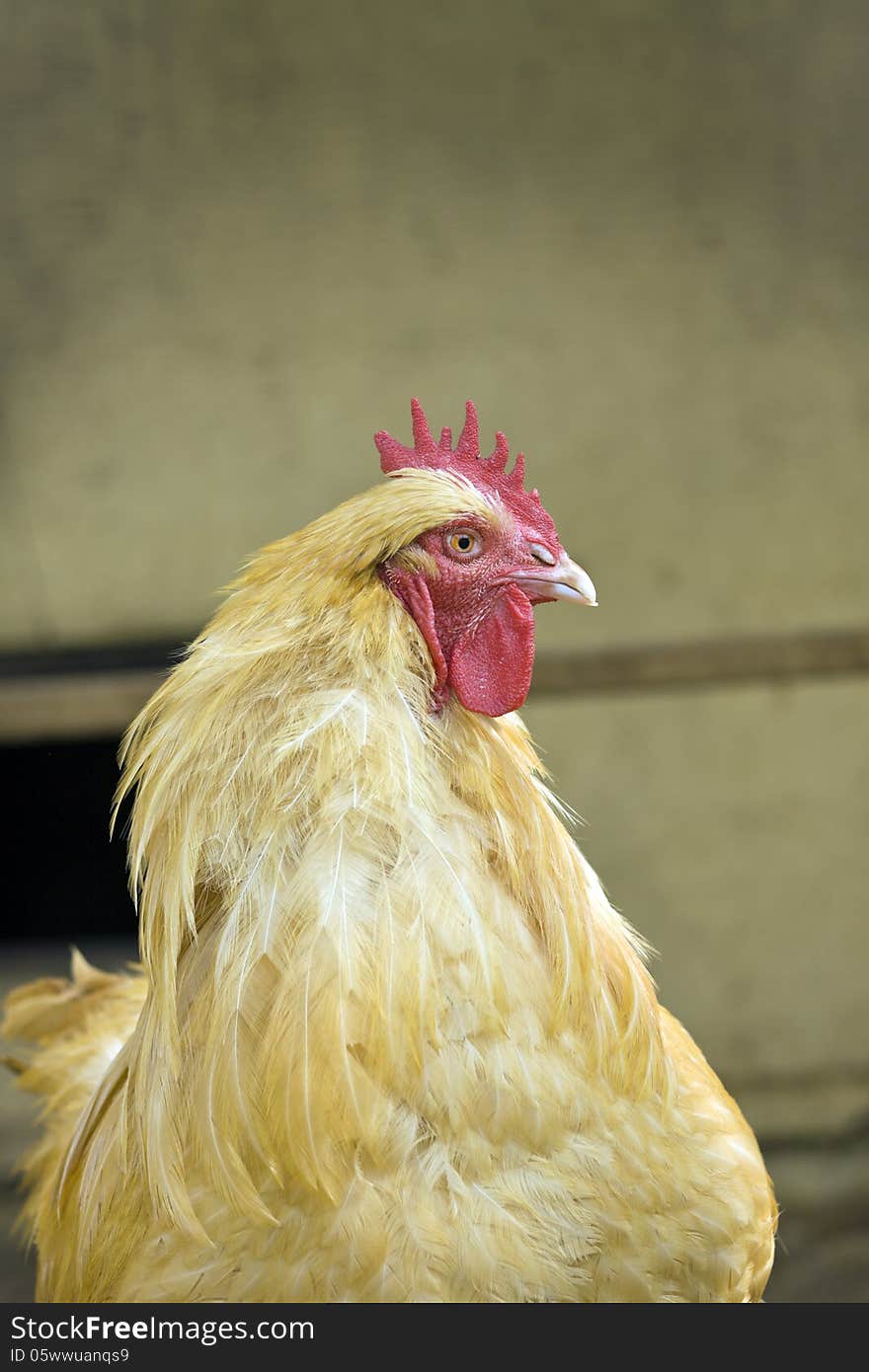 Yellow farm chicken in cage, closeup. Yellow farm chicken in cage, closeup