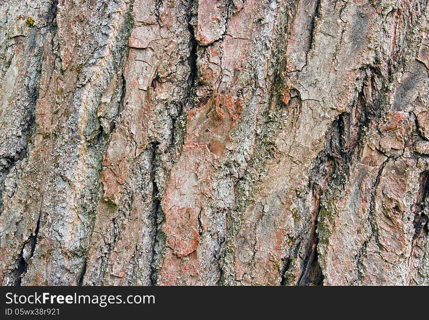 Poplar tree bark closeup background. Poplar tree bark closeup background