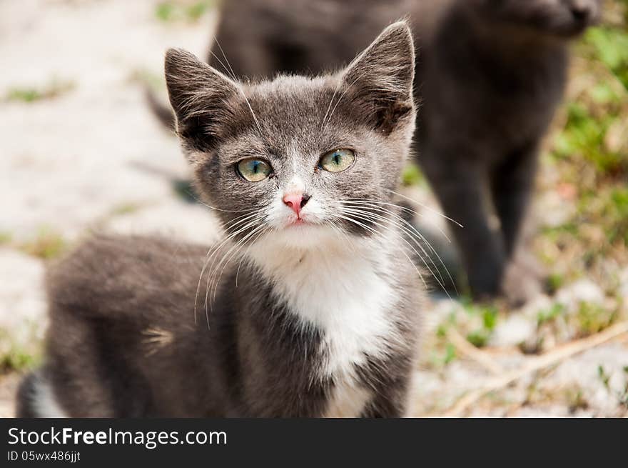 Small White-grey Homeless Cat With Pink Nose