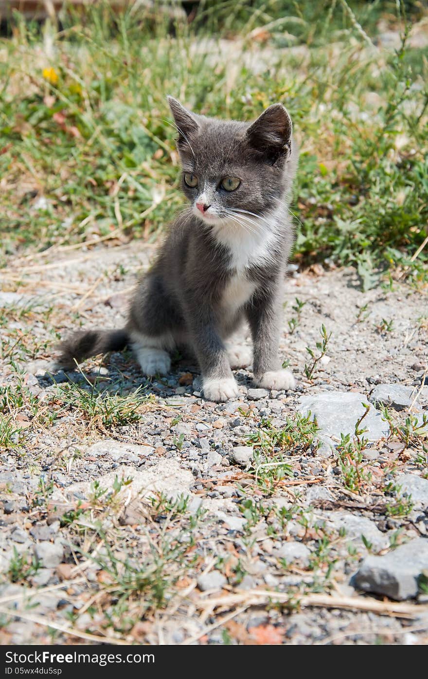 A small, homeless kitty with green eyes and pink nose. A small, homeless kitty with green eyes and pink nose