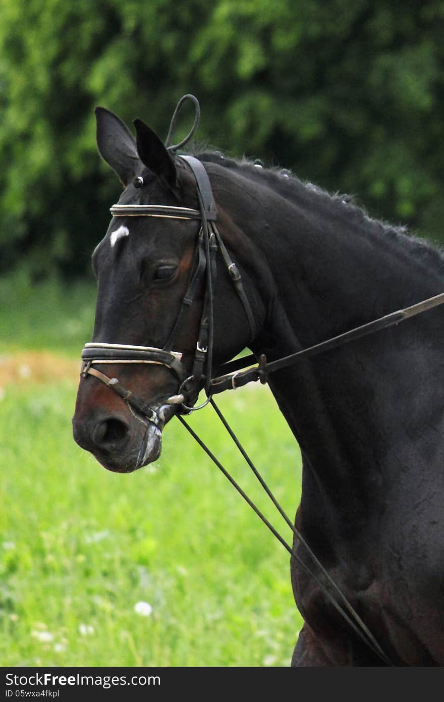 Portrait of arabian stallion (details)