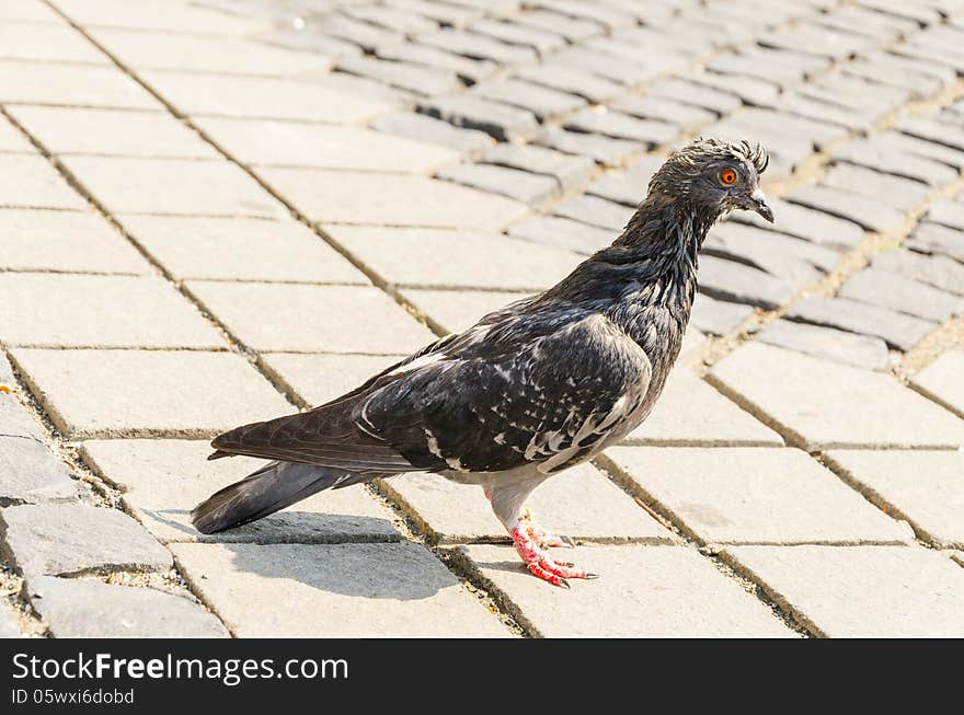 A small wet pigeon chilled after taking a bath in the artesian well in central market Sibiu