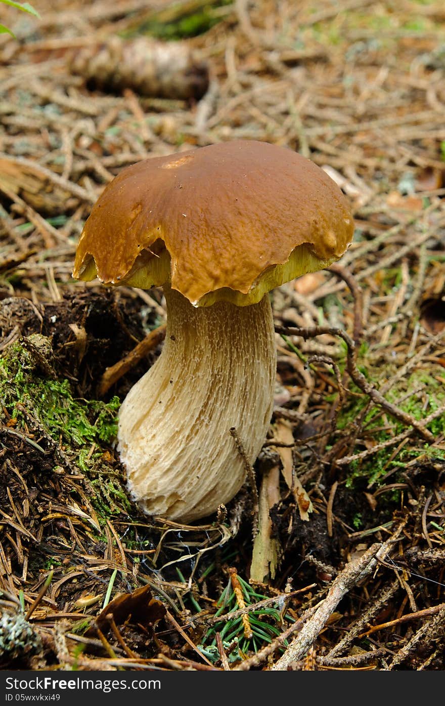 Detail of edible mushroom in the forest