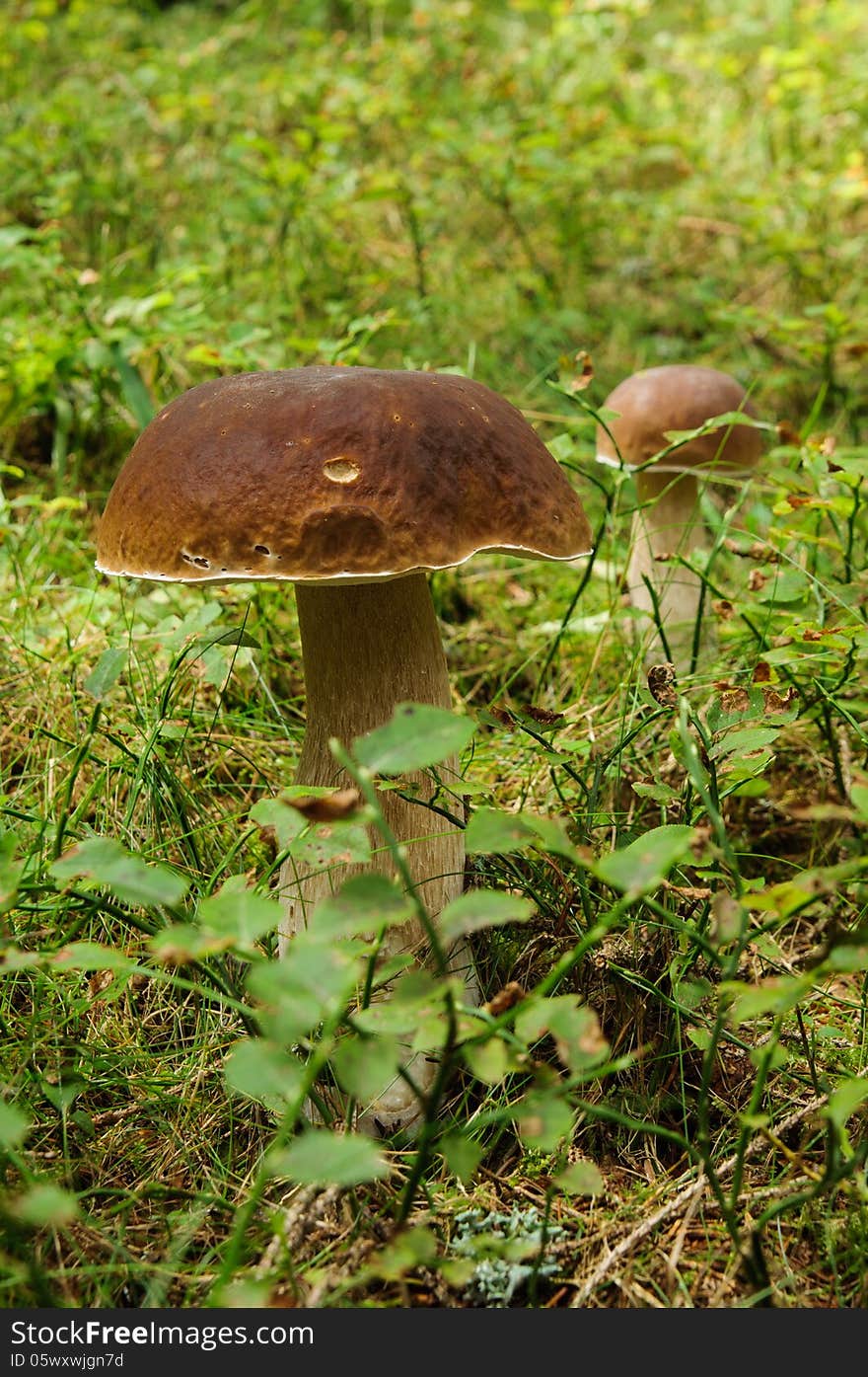 Detail of edible mushroom in the forest