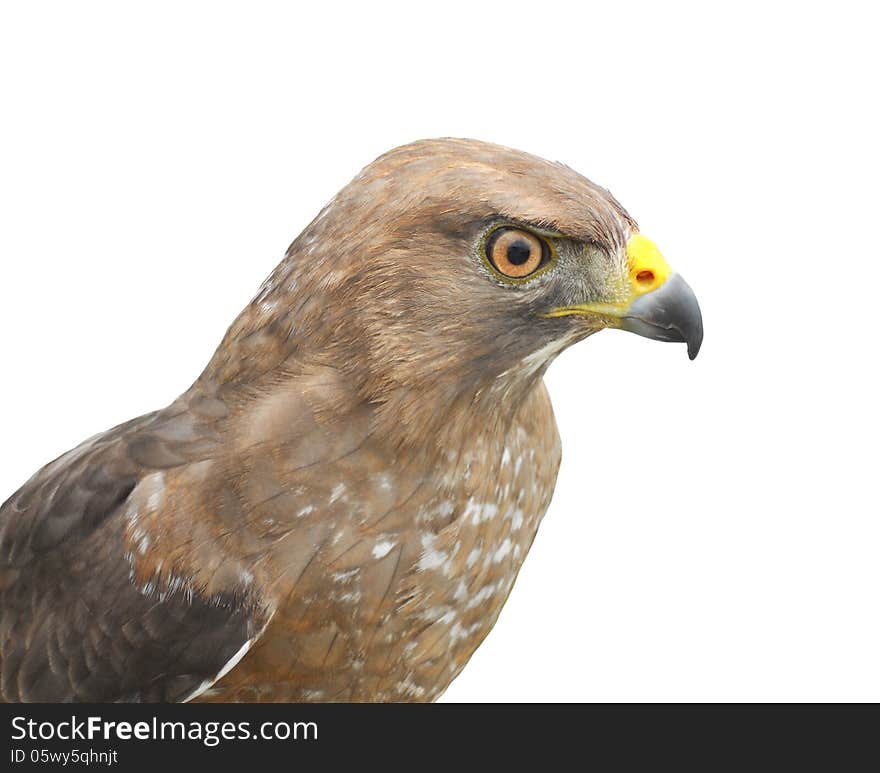 Close-up of the head and upper body of a broadwinged hawk. Isolated on white. Close-up of the head and upper body of a broadwinged hawk. Isolated on white.