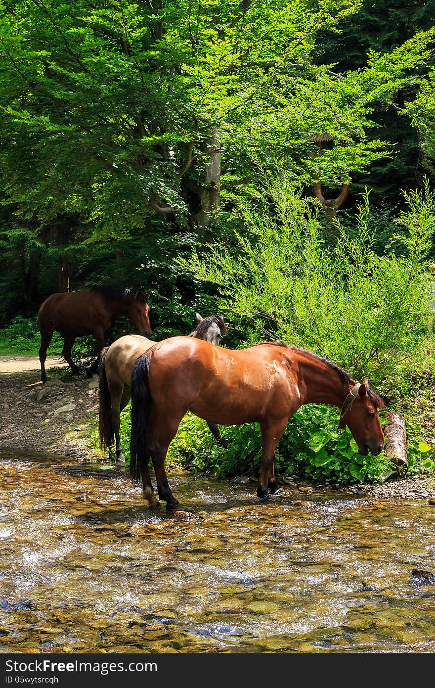 Three horses watering on a forest creek.vertical