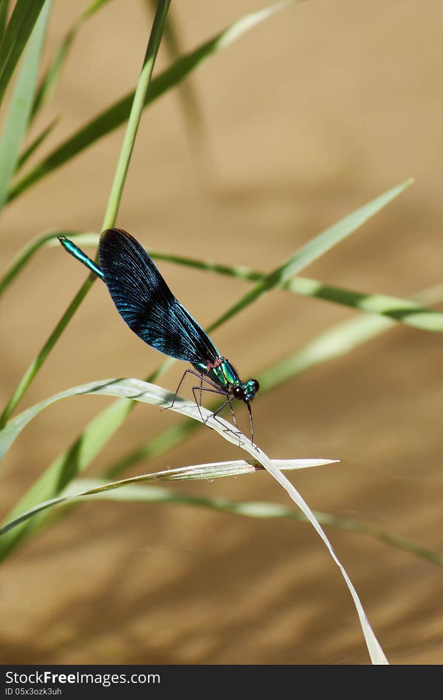 Dragonfly on a background of green grass