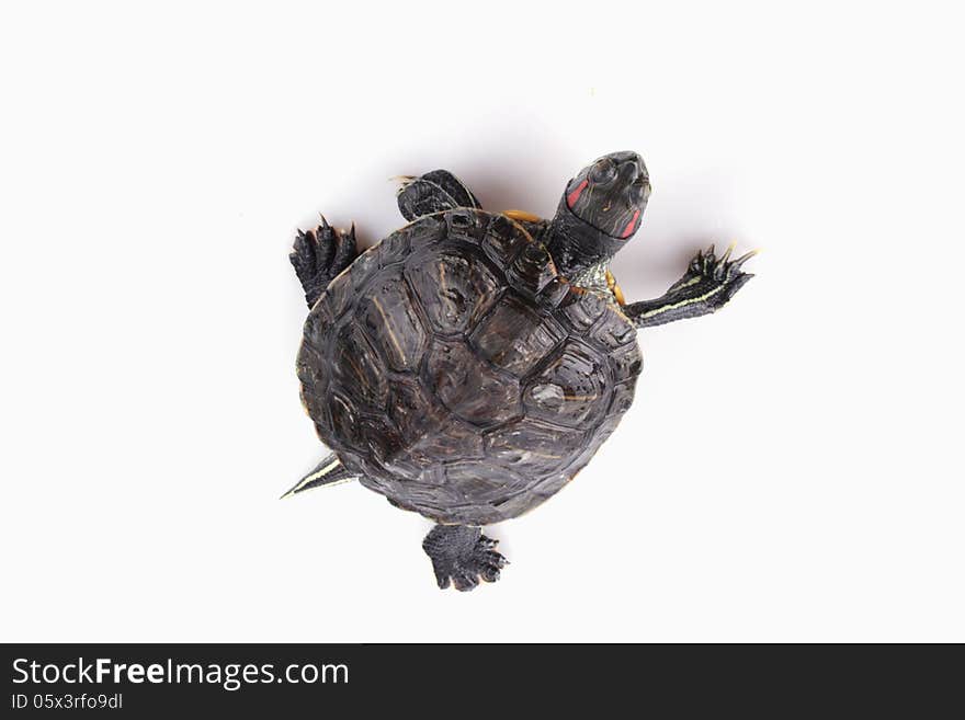 Turtle on the white background