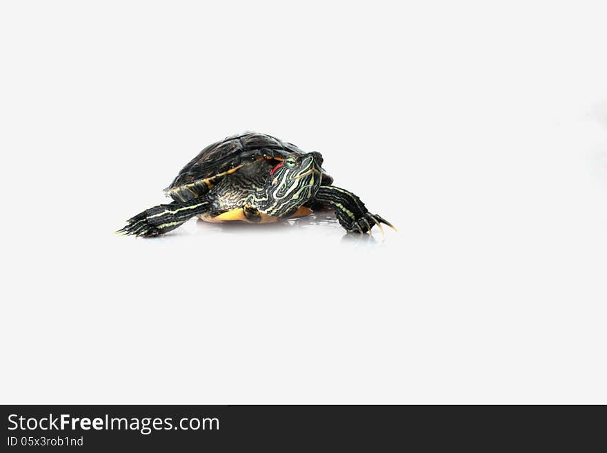 Turtle on the white background