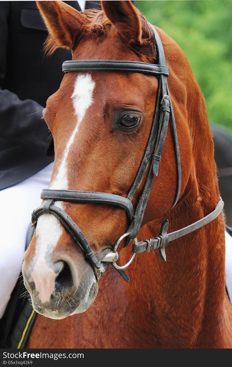 Portrait Of Arabian Stallion