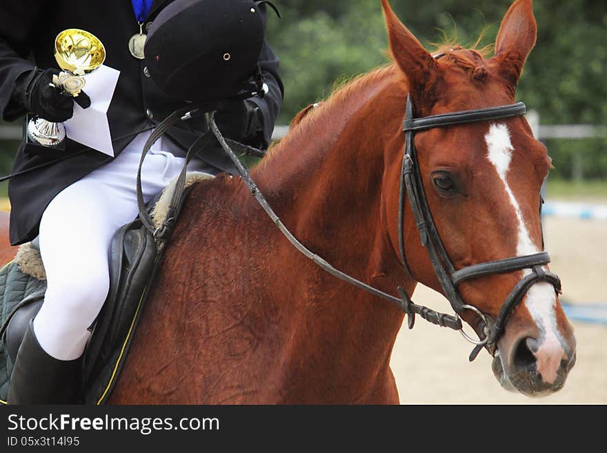 Portrait Of Arabian Stallion