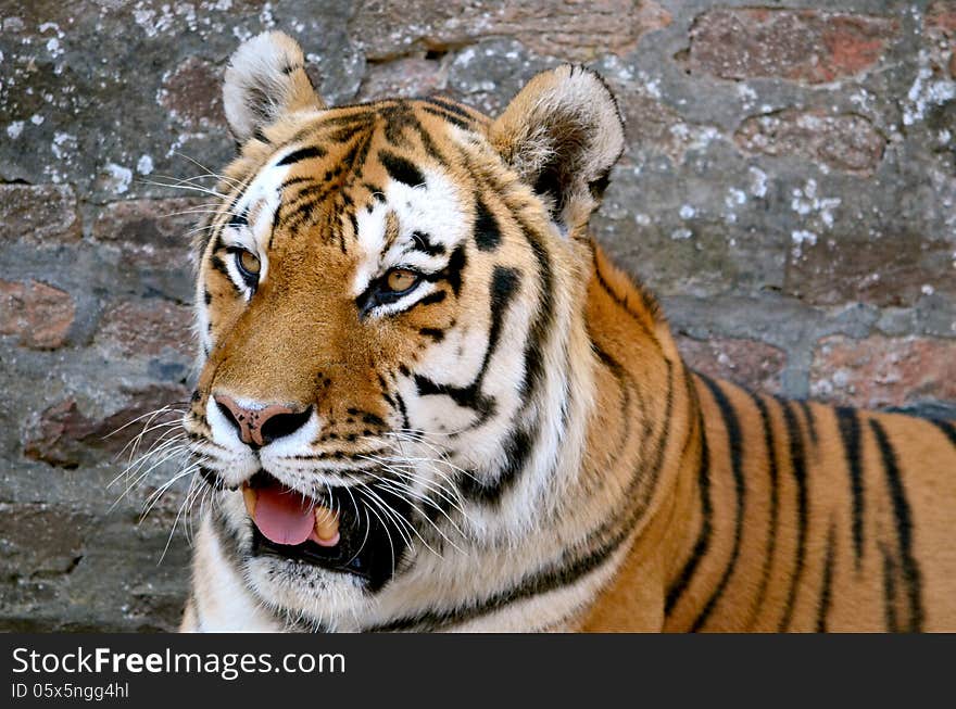 The face of a tiger on a grunge brick wall background