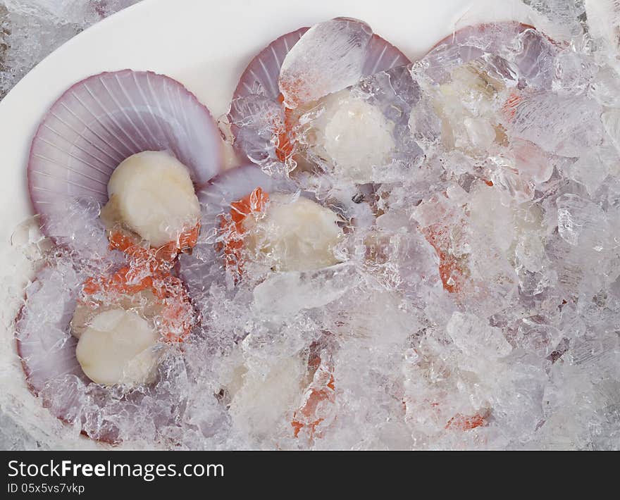 Open scallops on ice