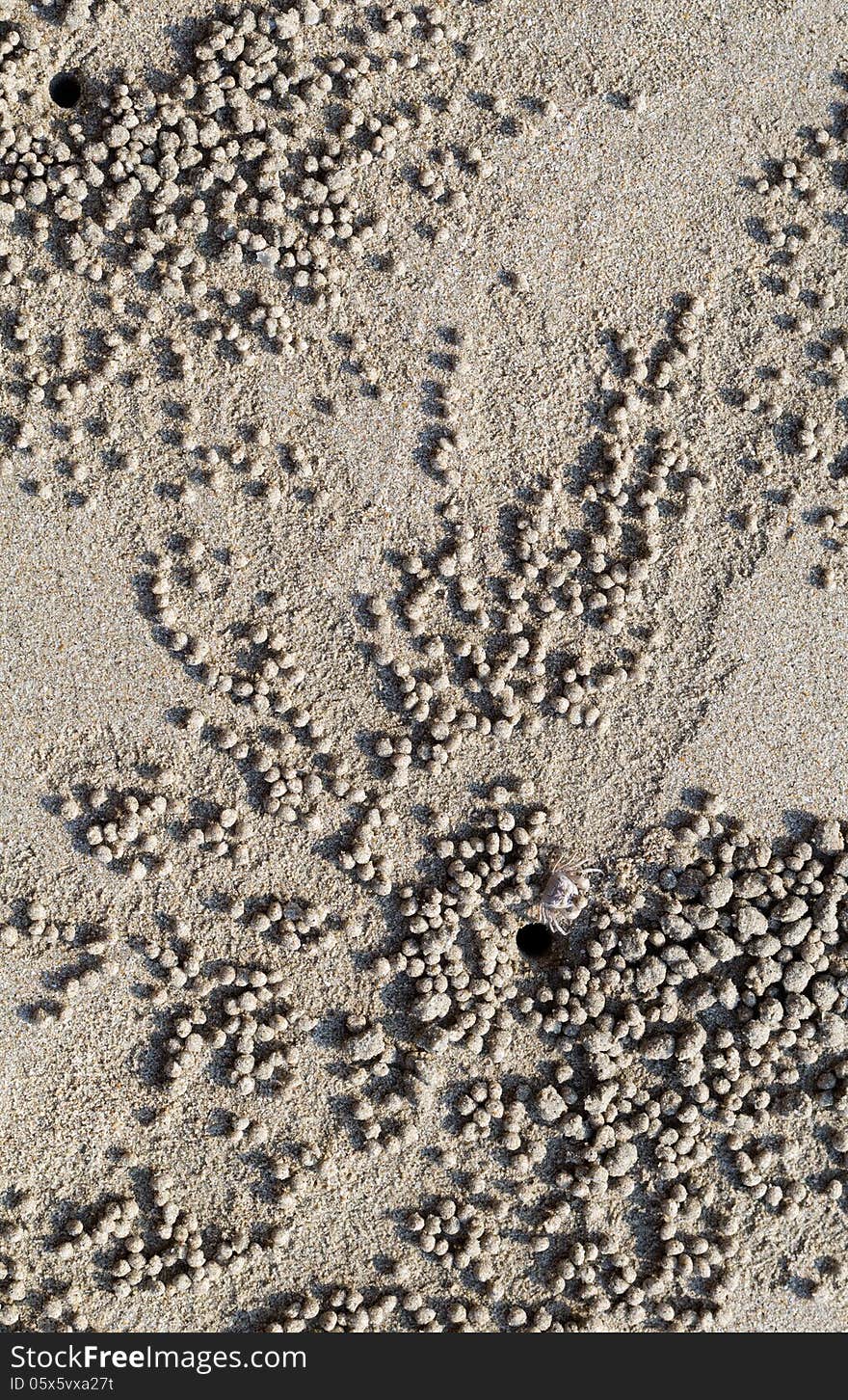 A tiny sand bubbler crab forms inflated pellets. A tiny sand bubbler crab forms inflated pellets