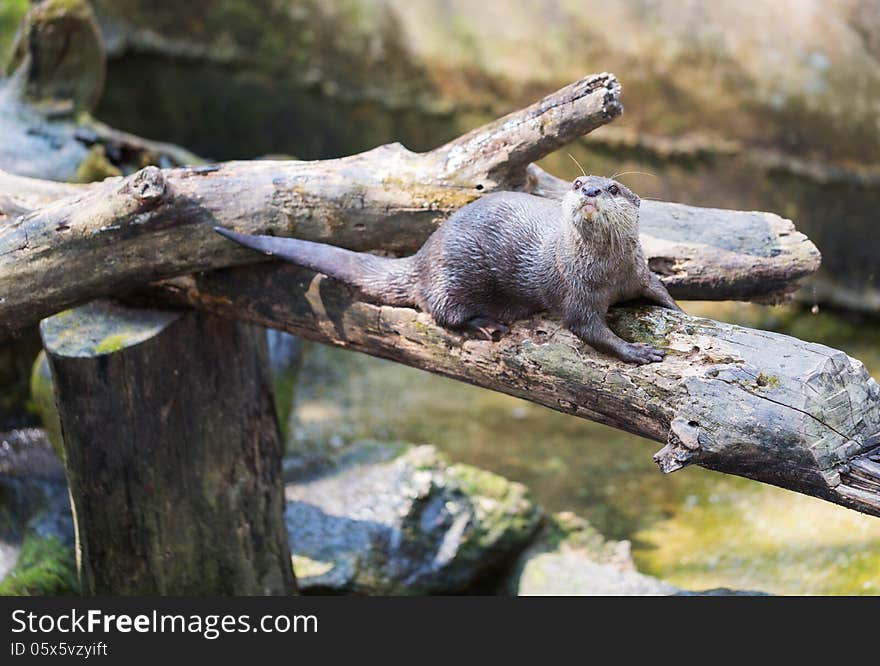 Spotted-necked otter (Lutra maculicollis) on log above green water. Spotted-necked otter (Lutra maculicollis) on log above green water