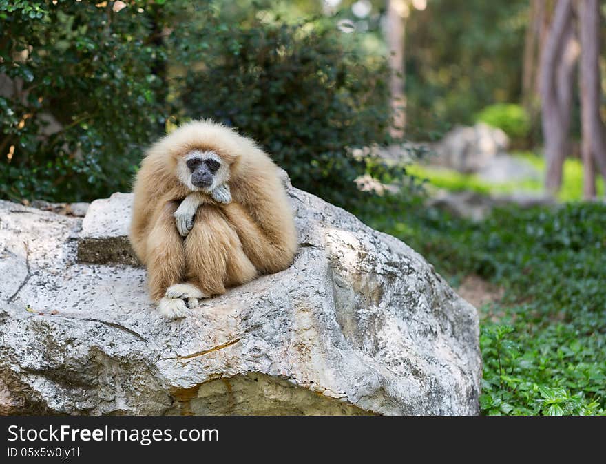 Sad monkey sitting on a rock on a background of green foliage