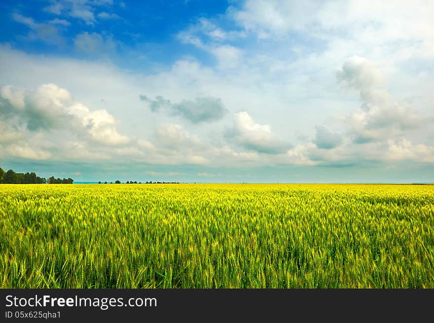 The Wheat Field