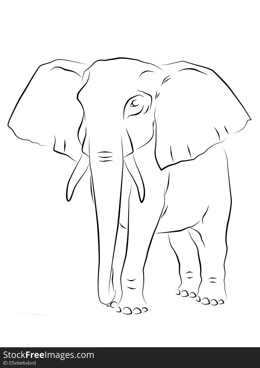 Elephant portrait